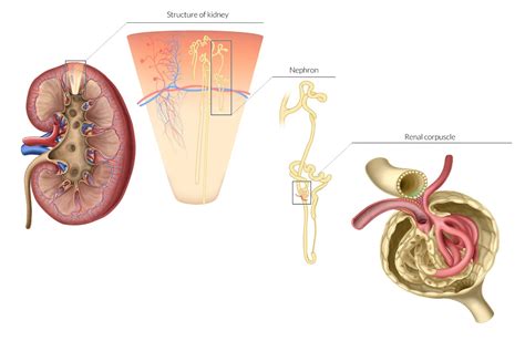 Renal Corpuscle Histology Labeled