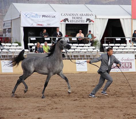 Scottsdale Arabian Horse Show 2018 :: Arabian Horses of Stonewall Farm