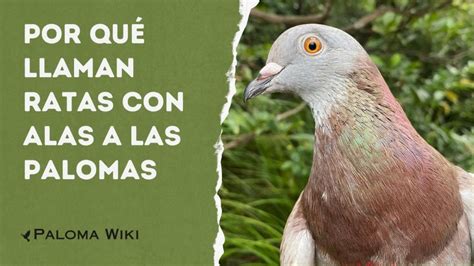 Por Qu Llaman Ratas Con Alas A Las Palomas