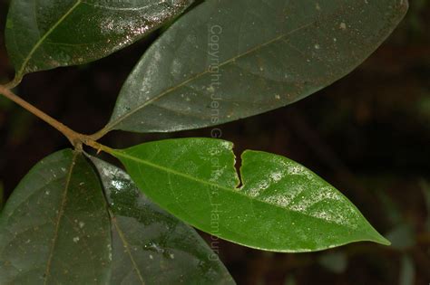 Lauraceae taxonomy | Lauraceae