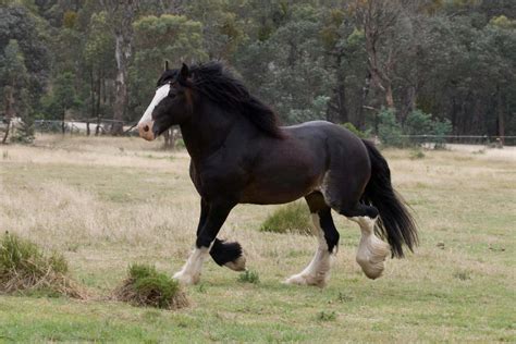 [100+] Clydesdale Horse Pictures | Wallpapers.com