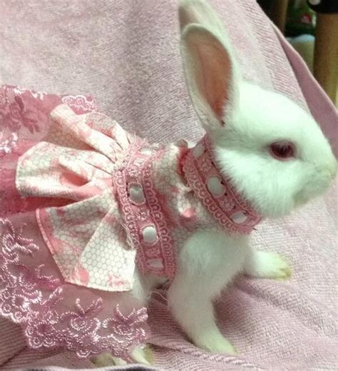 Pin By Tess Carolyn On Bunny Pet Rabbit Clothes Pet Bunny Cute Baby