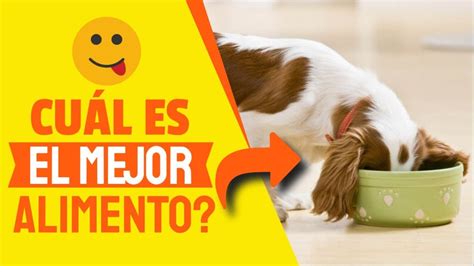 🐶🍲cuÁl Es Es El Mejor Alimento Para Perros Youtube