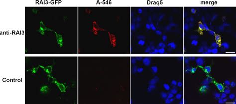 Immunocytochemistry Analysis Of Hek293t Cells Expressing Rai3 Gfp