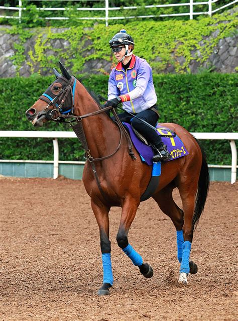 【凱旋門賞】スルーセブンシーズ 出走へ前向き 遠征なら9月15日出国予定 競馬ニュース Netkeiba