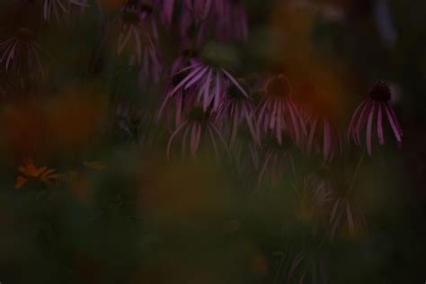 Botanische Nacht Im Botanischen Garten Berlin On Behance