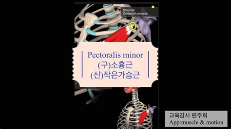 Pectoralis Minor 구 소흉근 신 작은가슴근 Youtube