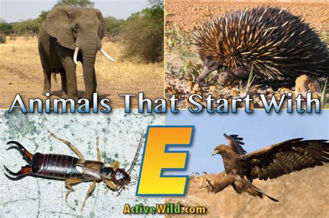 Animals That Start With E: List With Pictures & Interesting Facts