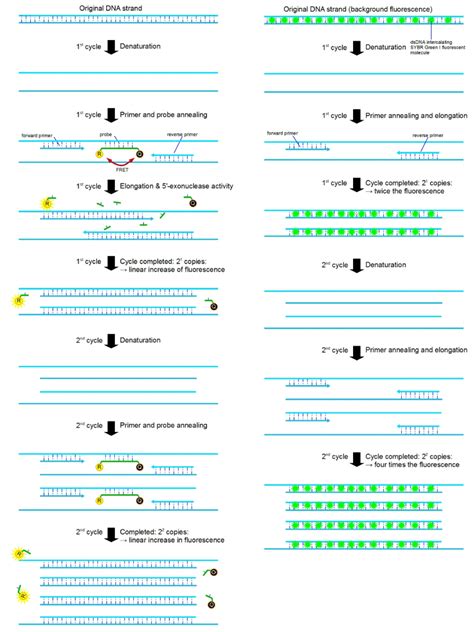 How Does qPCR Work? (Technology Basics) - BioSistemika