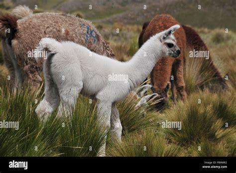 Baby Llama In Peru Stock Photo Alamy