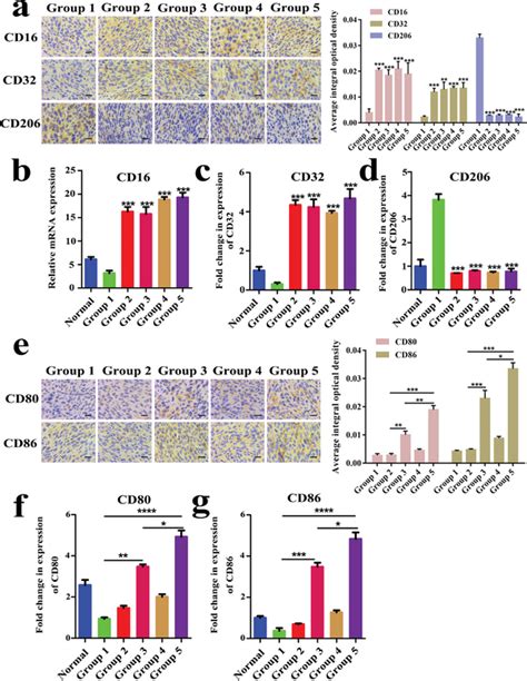 A Immunohistochemistry Staining And Corresponding Semiquantitative