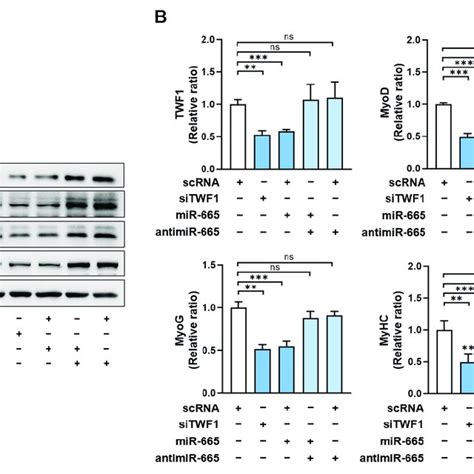 MiR 665 3p Suppressed The Expressions Of Myogenic Regulator Factors And