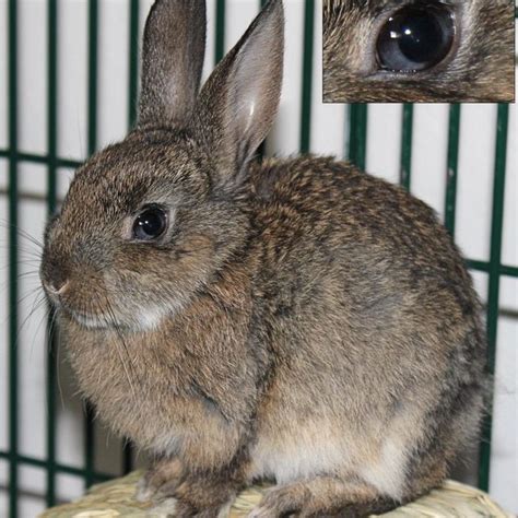 Pdf Heterochromia Of The Iris In Rabbits Belonging To The Dutch Breed