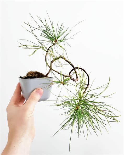 My Eastern White Pine Bonsai Scrolller