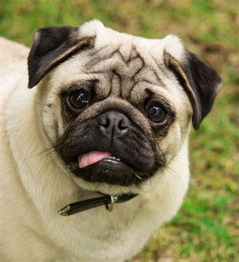 Beautiful Pug Stock Photos Royalty Free Beautiful Pug Images