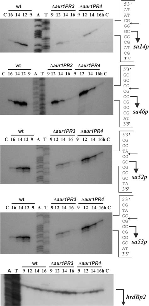 High Resolution S1 Nuclease Mapping Of The Transcription Start Points Download Scientific