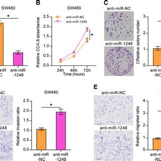 Down Regulation Of Mir Promoted Crc Cell Line Sw Proliferation