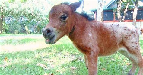 Smallest Horse Ever Born is Destined to Bring Hope and Joy to Many ...