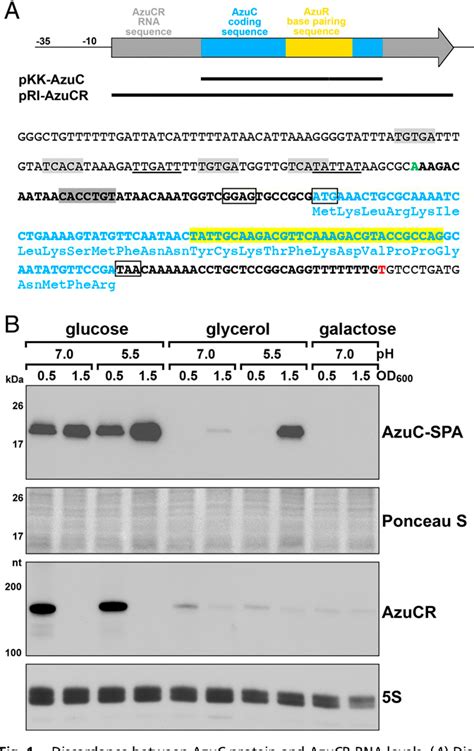 Figure 1 From Dual Function Azucr Rna Modulates Carbon Metabolism