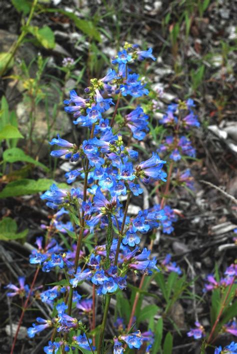 26 Best Alberta Native Plants Images On Pinterest Native Plants