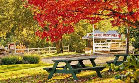 Celebrate Fall At Apple Hill Tahoe South