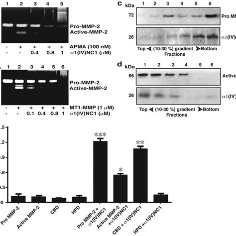 Regulation Of Mmp 2 Activation By A1ivnc1 Download Scientific Diagram