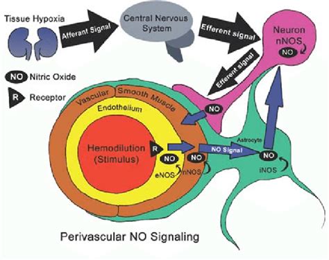 Schematic Representation Illustrating Potential Nitric Oxide Synthase