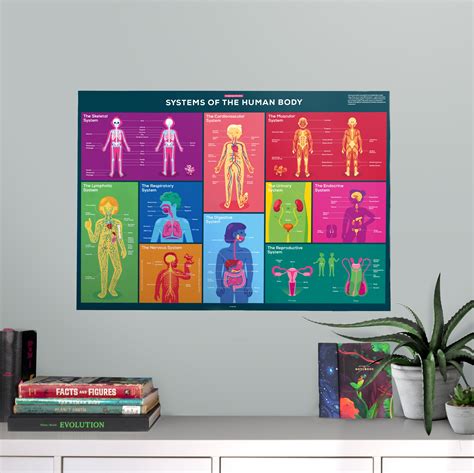 Human Body Infographic Poster – Carefully Researched – the kurzgesagt shop