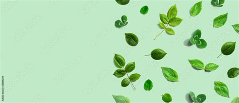 Green leaf border design background Stock Photo | Adobe Stock