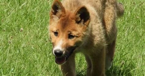 Woman adopts adorable puppy dropped by eagle – only to discover it wasn ...