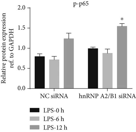 Effect Of Hnrnpa B Knockdown On Lps Induced Nf B Signaling