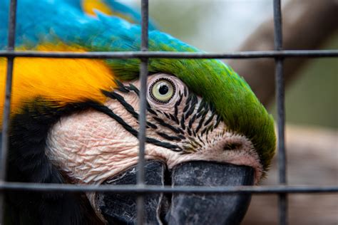 Parrot Cage Photos, Download The BEST Free Parrot Cage Stock Photos ...