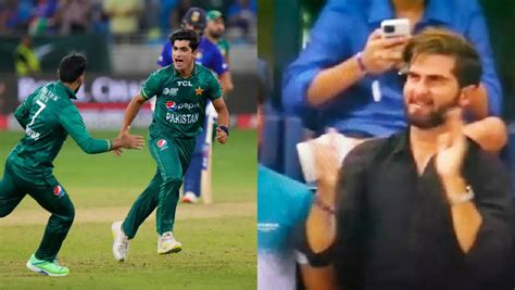 Watch Shaheen Afridi S Celebration Goes Viral As Debutant Naseem Shah