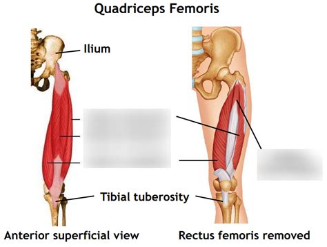 Anterior Muscles Acting On The Tibiofemoral Joint Diagram Quizlet