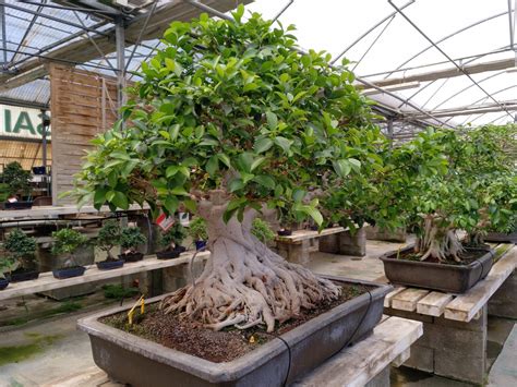 Ficus Microcarpa Bonsai Ficus Retusa Bonsai Para Mi Jardín
