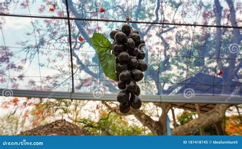 Uvas Roxas Penduradas Num Galho Monte De Uvas Suculentas Na Vinha