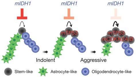 Impact Of Cdkn A B Homozygous Deletion On The Prognosis And Biology Of