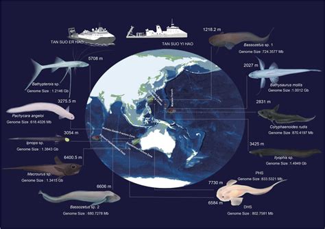 Deep-Sea Fish Have Undergone Rapid Convergent Evolution To Adapt To ...