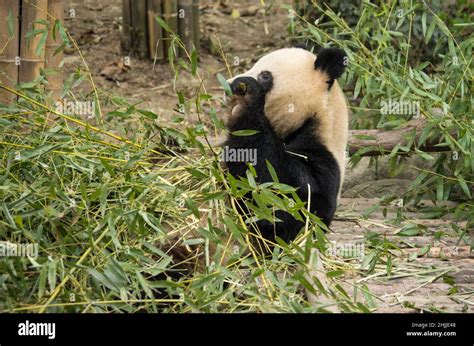 Giant panda, ChengDu panda Base, Sichuan , China Stock Photo - Alamy