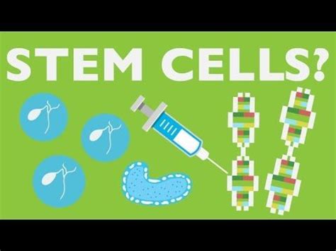 Stem Cell Research What Are Stem Cells And Why Is There So Much Controversy