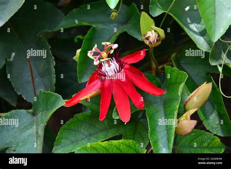 Plantas de pasiflora fotografías e imágenes de alta resolución Alamy