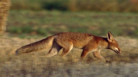 Red fox | Diet, Behavior, & Adaptations | Britannica