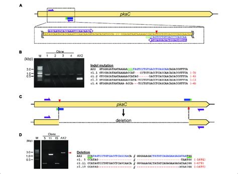 Validation Of Knock Out And Deletion Mediated By Crispr Cas A