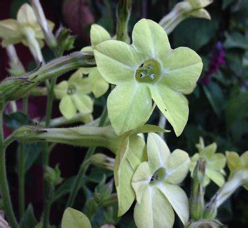 Nicotiana alata 'Lime Green' | Nicotiana 'Lime Green' | Lime Green ...