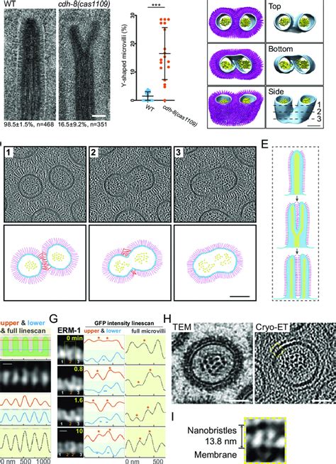 Cdh Regulates Microvillus Assembly And A Proposed Model A Tem