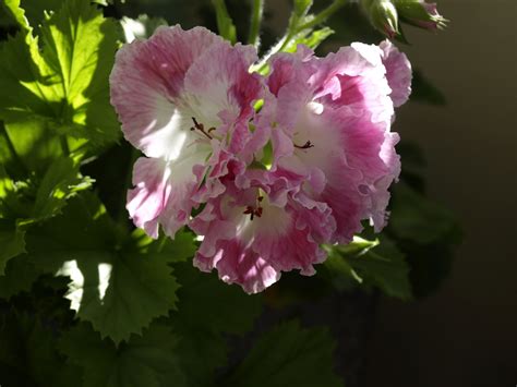 SE UCH Rippåsens King: Pelargoner