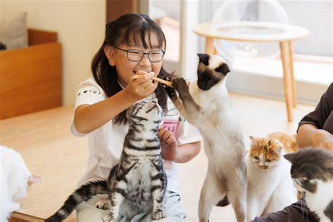 Cat Café Moff 天王寺ミオ店（キャットカフェモフ 天王寺ミオ店） 子供とお出かけ情報「いこーよ」