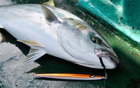 北海道でブリが釣れる日本近海で起きている釣れる魚の変化とは？｜honda釣り倶楽部｜honda公式サイト