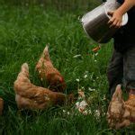 Traiter Les Infections E Coli Chez Les Poules Poulorama Tout Sur