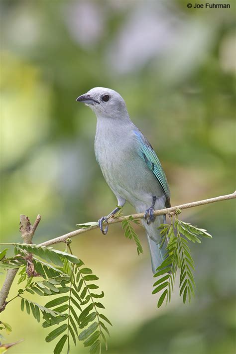 Blue-gray Tanager – Joe Fuhrman Photography